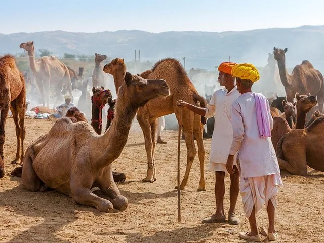 Two men standing among many camels in a desert setting.